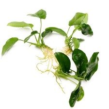 Anubias nana live aquarium - x3,