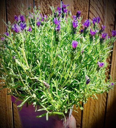 Large castilliano lavender - castilliano,