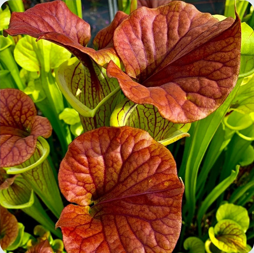 Sarracenia flava - ,