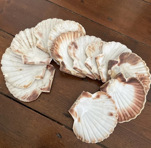 Shells job lot - lot, natural