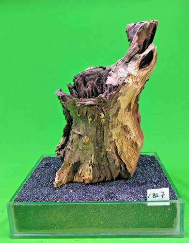 Large corbo root cave - large,