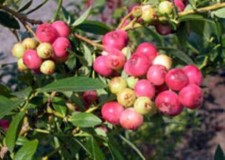 **Pink Lemonade Blueberry