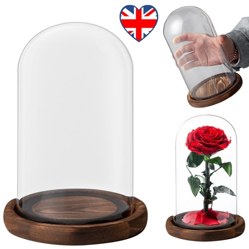Glass display cloche bell - cloche,