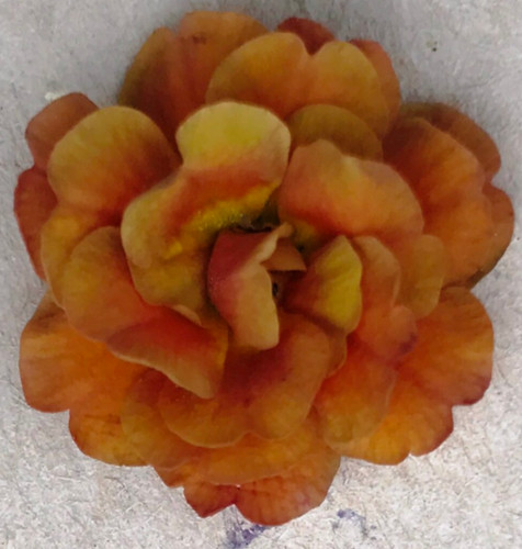 Primula auricula lunar - primula,