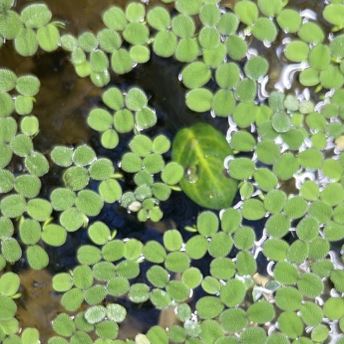 Salvinia live green aquarium - green,