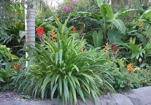 Setaria palmifolia palm - setaria,