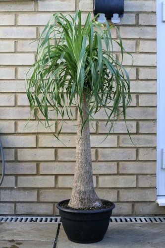 Pony tail palm house - pony,