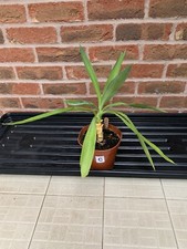 Yucca Plant (C) Indoor House