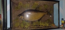 CASED BREAM
