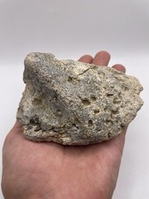 Ankylosaurus Scute Spike Fossil Dinosaur Osteoderm Hell Creek Harding County SD