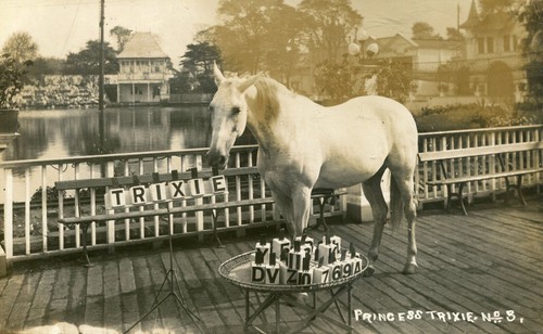 Arabian horse princess - horse,,