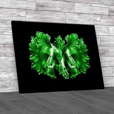 Dragon Siamese Fighting Fish