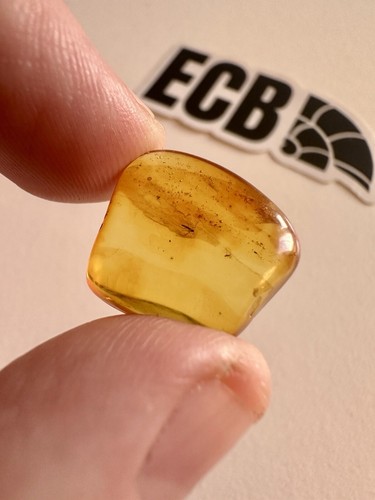 Baltic amber with mosquito - baltic,