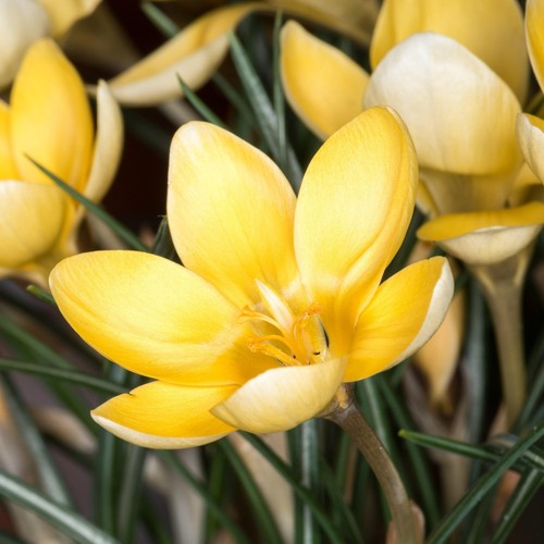 Crocus romance bulbs - romance, yellow