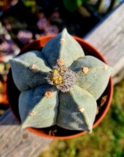 Astrophytum Myriostigma - The Bishop's Miter Cactus plant 