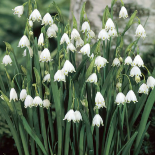 Leucojum aestivum giant - leucojum,