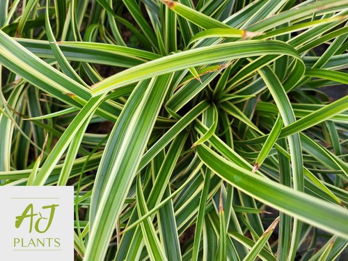 Carex ice dance - sedge, grass