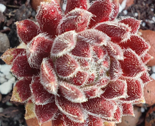 Sempervivum sprite drought - -,
