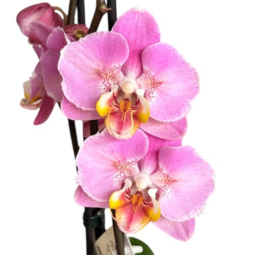 Peach blossom orchid - peach,