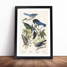 Magpie, Crow & Jay Birds John