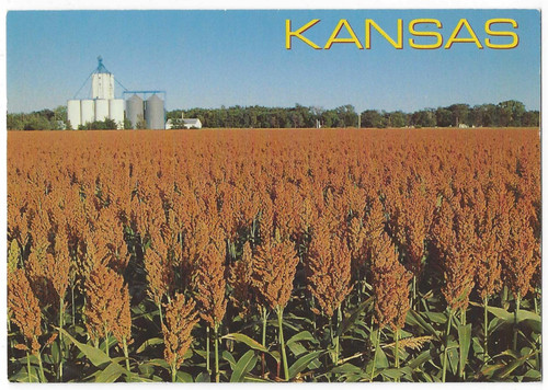 Kansas farm postcard milo - kansas,