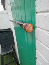 IRISH BLACKTHORN STICK  40 .5