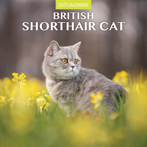 British shorthair cat - shorthair, 2027