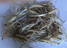 Wild Garlic Ramsons, 50 Bulbs