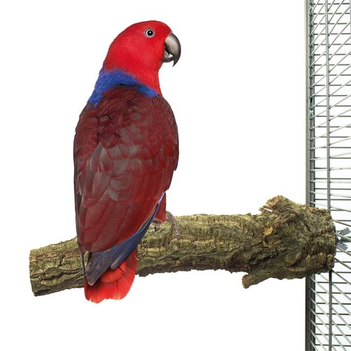 Back nature cork parrot - to,