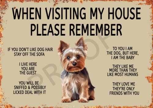 Dog yorkshire terrier - dog,