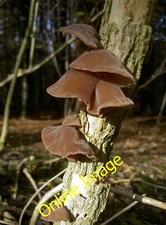 Photo 6x4 Little brown