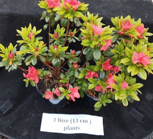 Gorgeous azalea geisha - gorgeous,