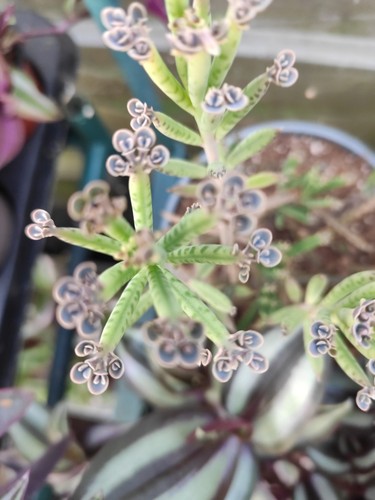 Kalanchoe tubiflora - 6x,