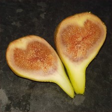 Bundle of 10 Cuttings / Scions