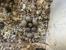 12 Chinese Painted Quail Eggs.