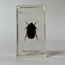 Real Life Bugs And Insects