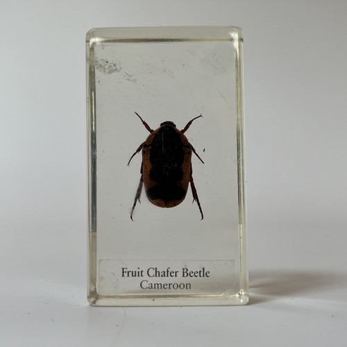 Real life bugs and insects - bugs,