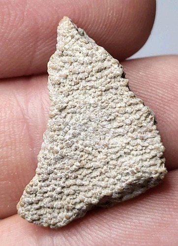 Saltasaurus egg shell sauropod - saltasaurus,