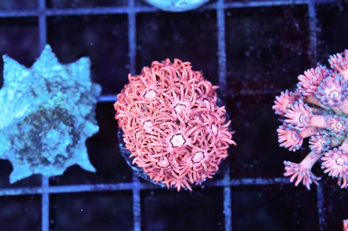 Bubblegum goniopora wysiwyg - wysiwyg,