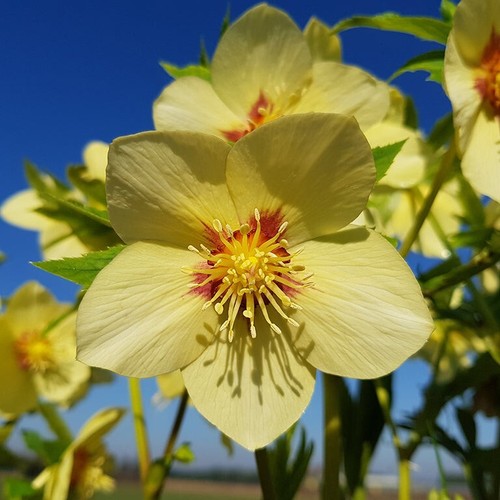 Hellebore single gold red star - single,