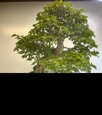 Korean hornbeam - korean,
