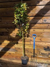 Malus x Zumi Golden Hornet Crab Apple Tree 5-6ft in a 7.5L Pot By Direct Plants