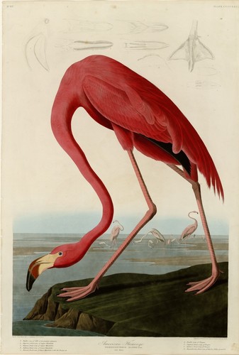 American flamingo john - american, flamingo,