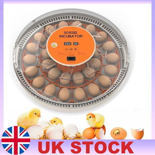 Eggs incubator temperature - 30,
