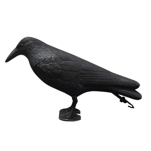 Life size crow - life,