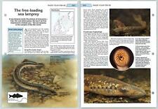 Sea Lamprey - Sea Know Your Fish - The Art Of Fishing Page
