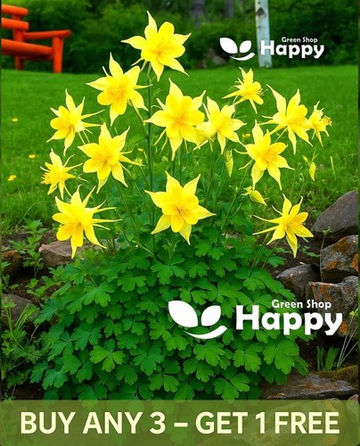 Golden columbine flower yellow - columbine,