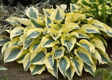 HOSTA AUTUMN FROST RHS AGM