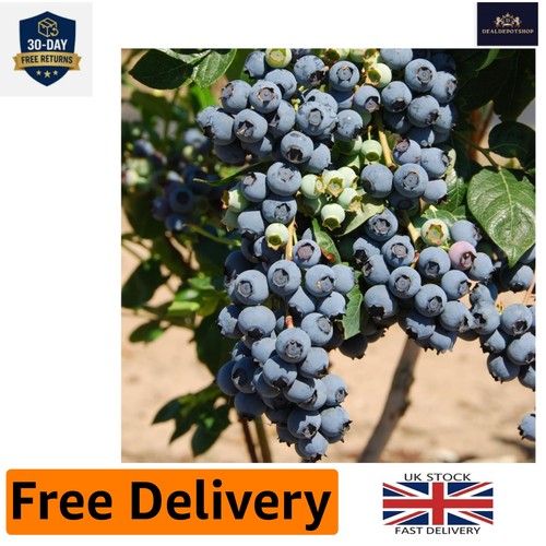 9cm herbert blueberry - 9cm,