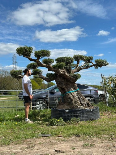 350 400 year old - old, gnarled